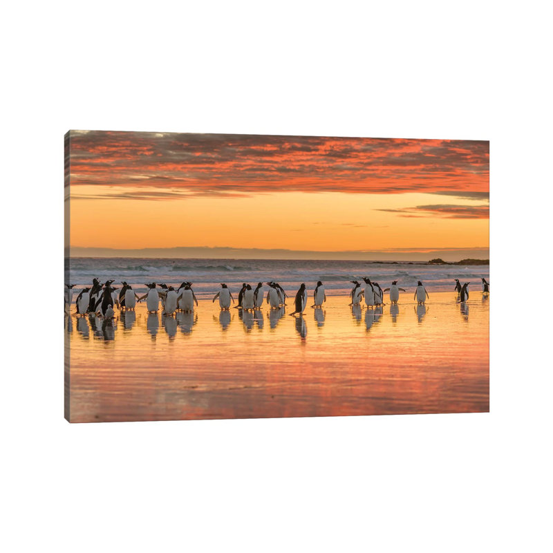 Gentoo Penguin On The Sandy Beach Of Volunteer Point, Falkland Islands by Martin Zwick - Wrapped Canvas Print
