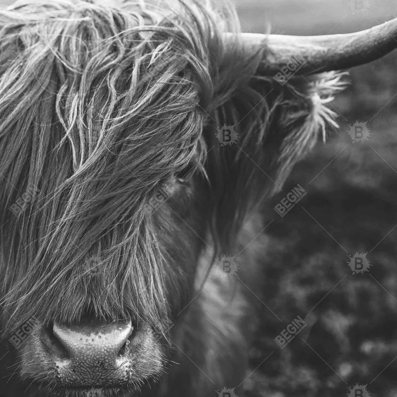 «Portrait monochrome Highland Cow» sur toile