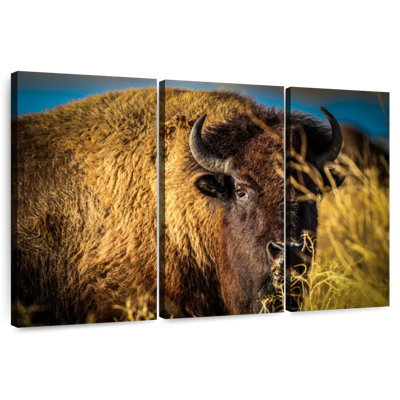 Brampt Grazing American Buffalo