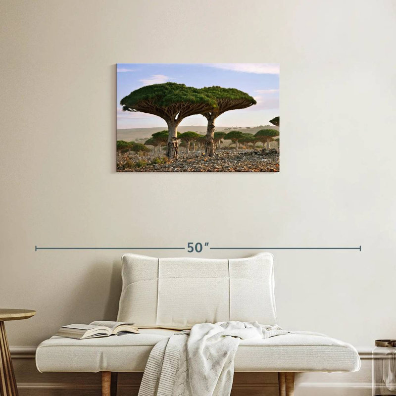 Alvord deux sapins Socotra, H 20 po x l 30 po