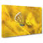 Yellow Butterfly - Wrapped Canvas-56637993