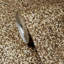 Papier peint mica naturel Gardiner-2101863929