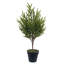 Artificial Pine Christmas Tree-814404350