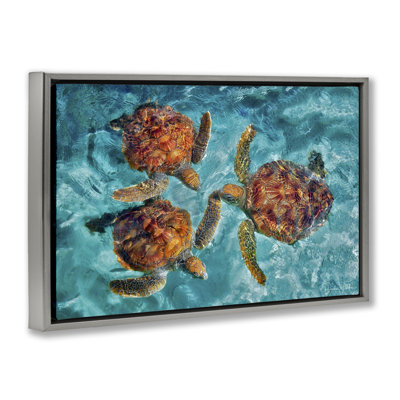 Natation tortue trio avec toile flottante encadrée par Dennis Frates