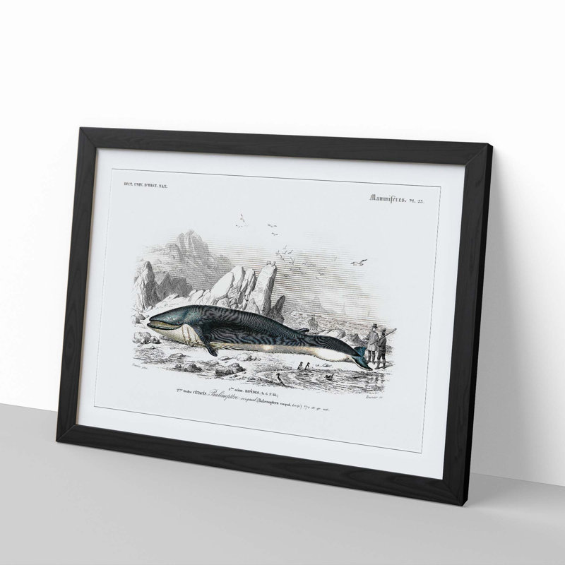 Hunted Whale by Charles dOrbigny - Framed Print, 36cm H x 48cm W x 2cm D, Black Framed