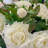 Rose Arrangement in Vase