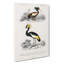 Bird Illustrations PL. 9 by Charles D' Orbigny - Wrapped Canvas-55371241