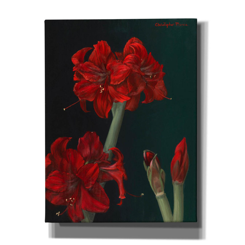 Toile rouge «Amaryllis Amigo» par Christopher Pierce, H 16 po x l 12 po x P 0,75 po