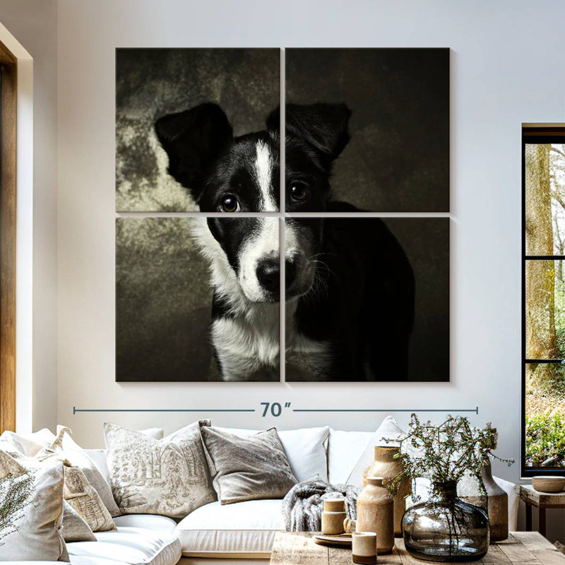 Brampt Border Collie Puppy