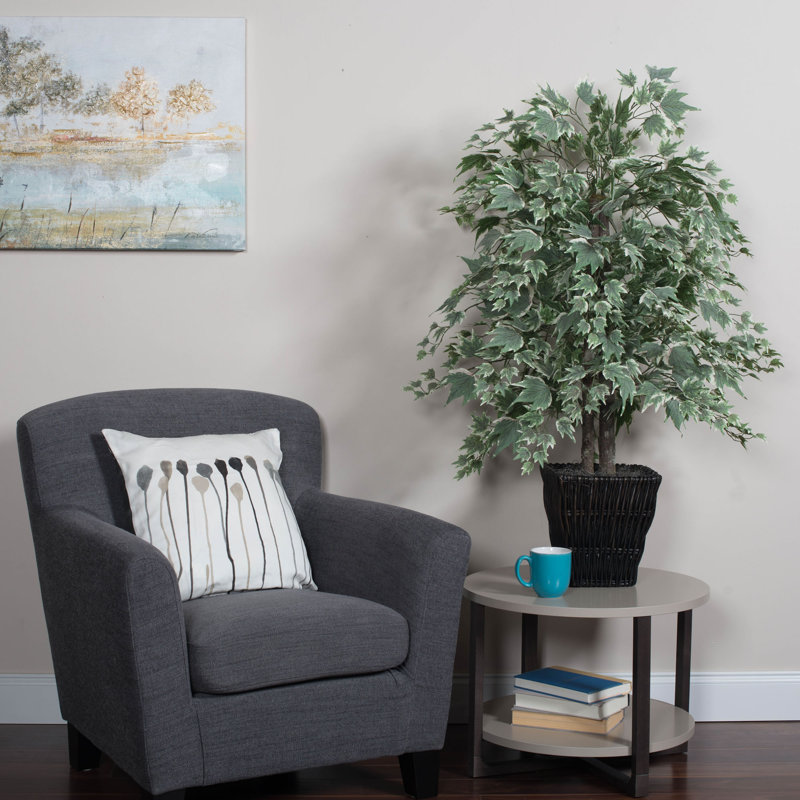Maple Bush