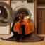  Tapis lavable Cello Music-792107988