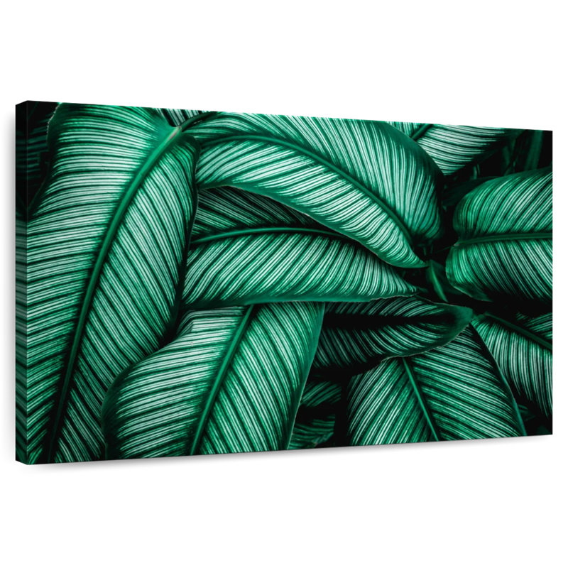 Harnek vert Calathea feuilles, H 20 po x l 30 po