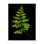 Dosta «Fern 4», impression sur toile tendue-29224524