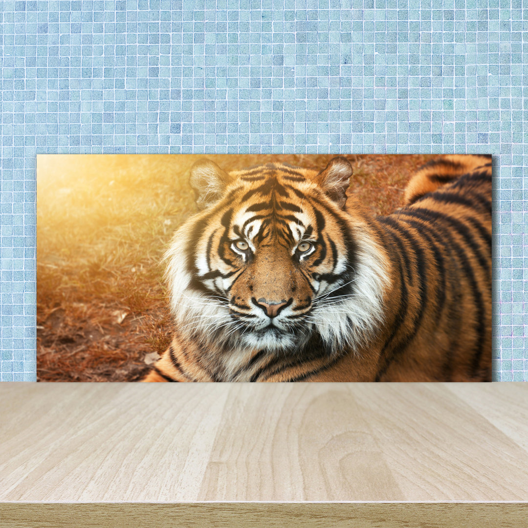 50 cm x 100 cm Glas Spritzschutzpaneel Bengal Tiger