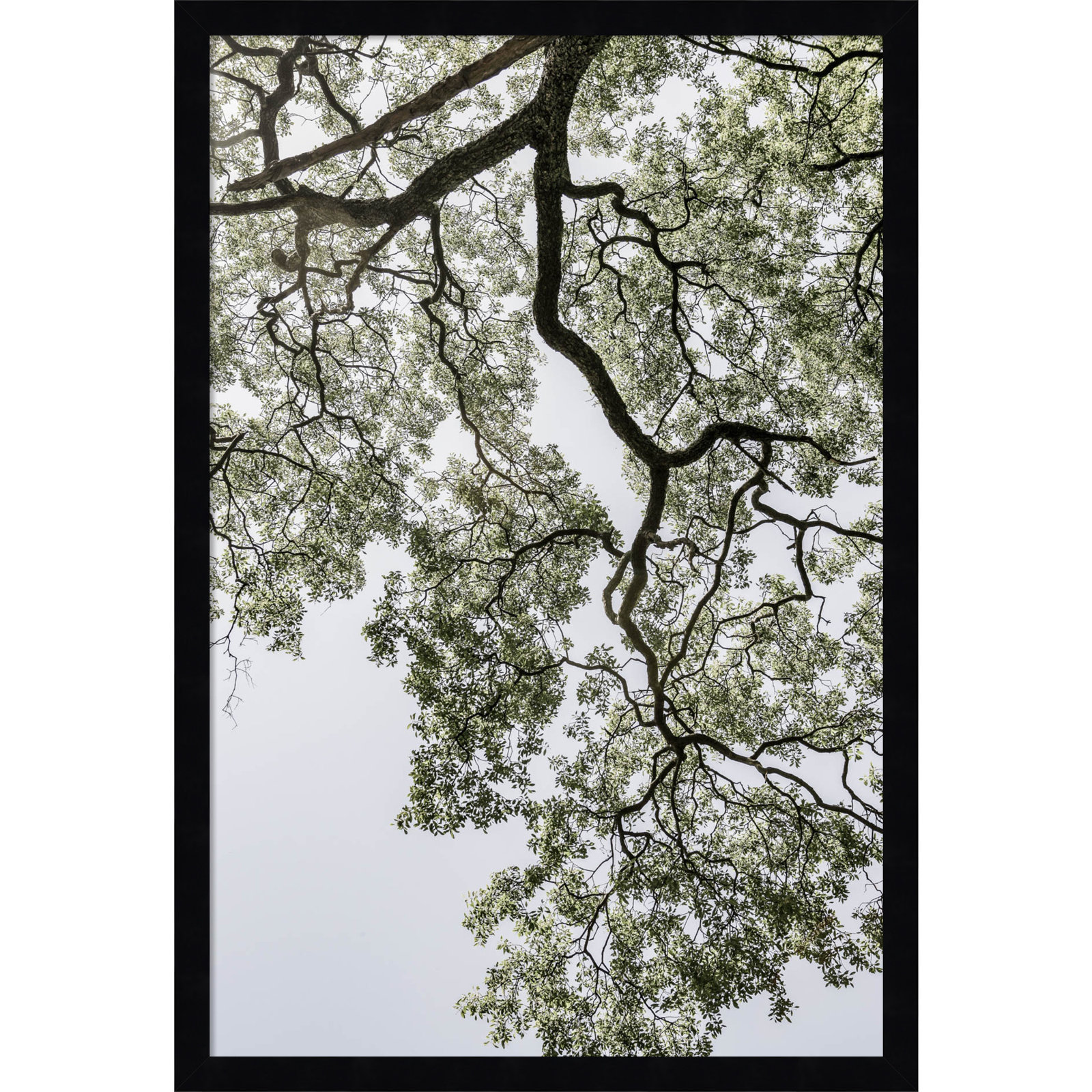 Pleasantville "Coastal Forest" Print, Black, 25" H x 17" W