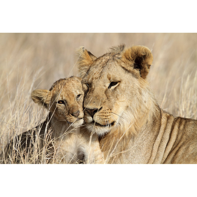 Lion Bigbrother Babysitting Cub, Serengeti - Wrapped Canvas Print, 81cm H x 122cm W x 3.8cm D