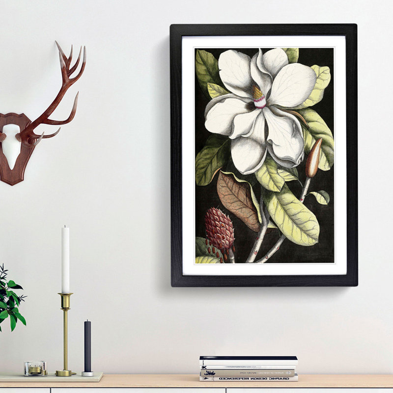 A Laurel Magnolia Tree by Mark Catesby - Picture Frame Painting Print on MDF, 36cm H x 27cm W x 2cm D, Black Framed