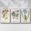 Nature imprimé Botanicals V - ensemble de 3 reproductions sur toile-97708516-97708515