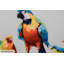 Acrylic Painting Birds Of Paradise