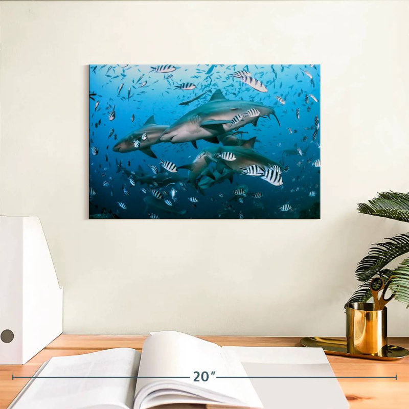 Aletra Beqa Lagoon Sharks, 8" H x 12" W