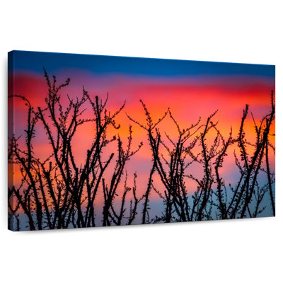 Harnek Ocotillo au coucher du soleil