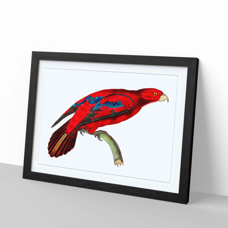 Blue-Tipped Lory by George Shaw - Picture Frame Painting, 40cm H x 60cm W x 2cm D, Black