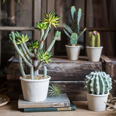 Plante grasse cactus en pot