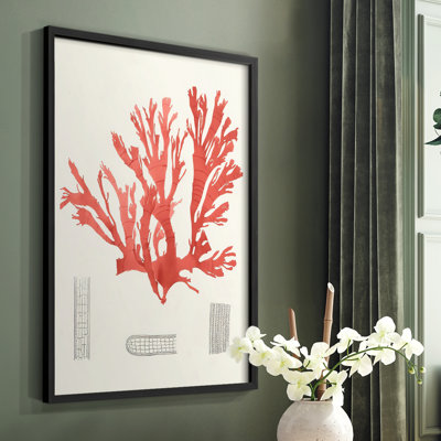 «Vintage Coral Study IV», reproduction encadrée - bois massif