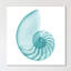 Turquoise Sea Shell - Wrapped Canvas Print-1616621495