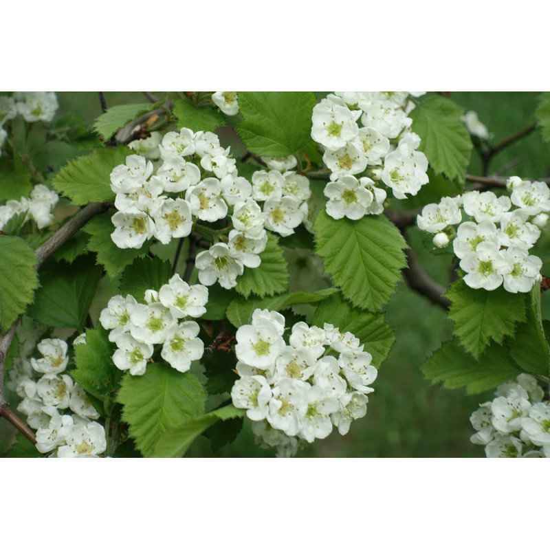 Hawthorn in Mid Spring - Photographie sur toile tendue, L 18 po x H 12 po