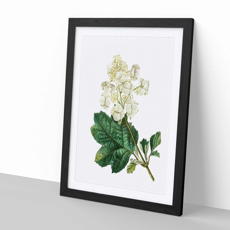 Oakleaf Hydrangea by Pierre-Joseph Redoute - Picture Frame Painting Print, 36cm H x 27cm W x 2cm D, Black Framed