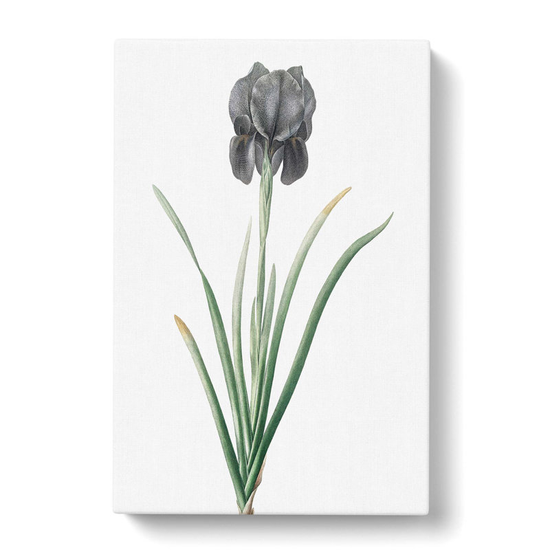 Mourning Iris Flower by Pierre-Joseph Redoute - Wrapped Canvas, 60cm H x 40cm W x 3cm D