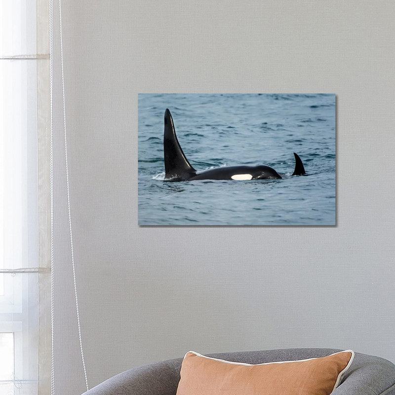 Killer Whale Or Orca Pod (Orcinus Orca), Resurrection Bay, Kenai Fjords National Park, Alaska, USA. by Michael DeFreitas - Wrapped Canvas Gallery-Wrapped Canvas Giclée
