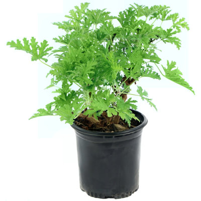 1 gal. Citronella Mosquito Plant (4-Pack)