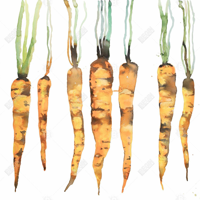 "Carottes fraîchement cueillies" sur toile
