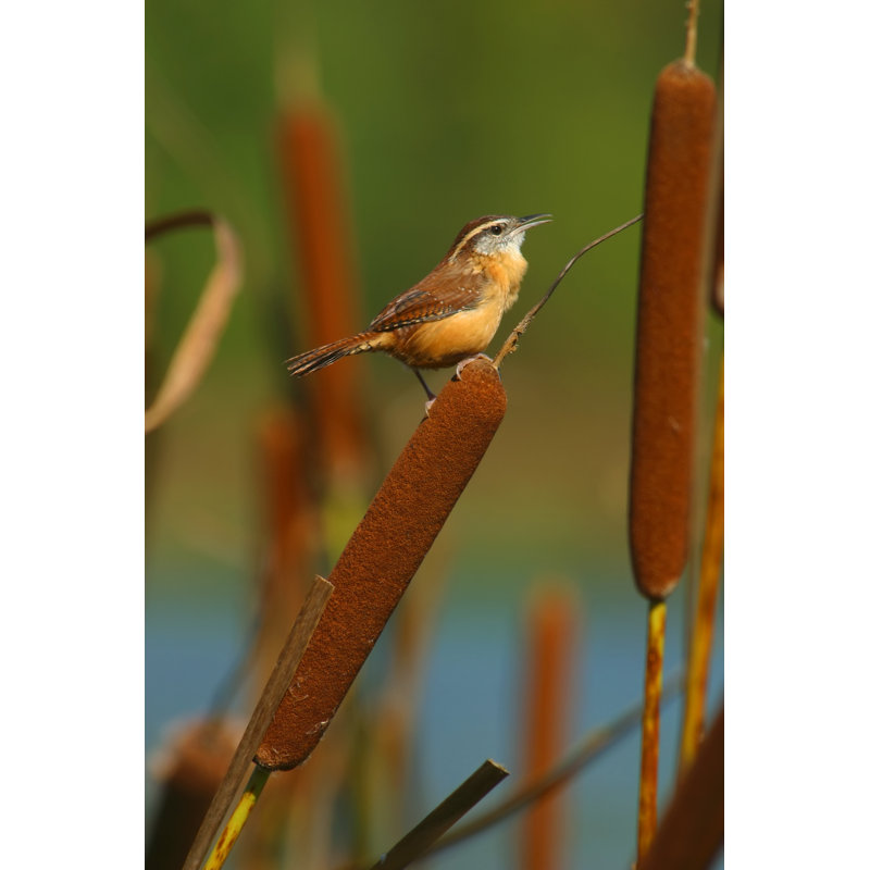 Carolina Wren Perched Within A Bunch Of Cattails In A Lake by Outtakes - Print, 46cm H x 30cm W