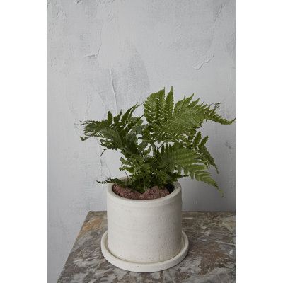 Pot à fleurs en céramique Alisha