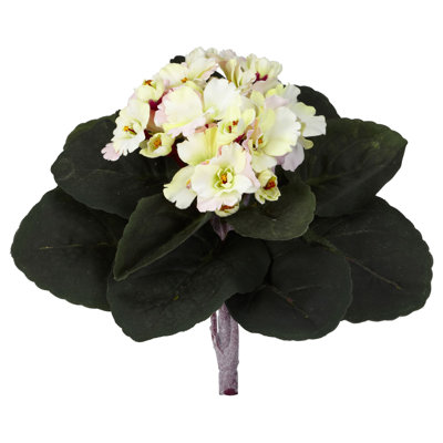 Buissons violets d'Afrique