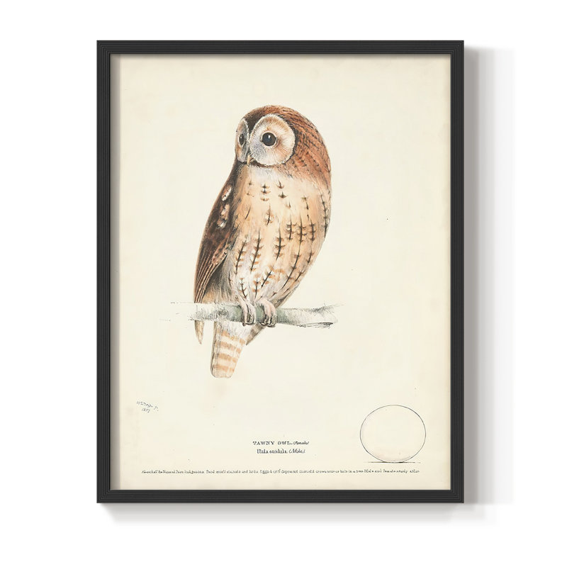 Reproduction encadrée Tawny Owl - bois massif, H 20 po x l 16 po, Noir