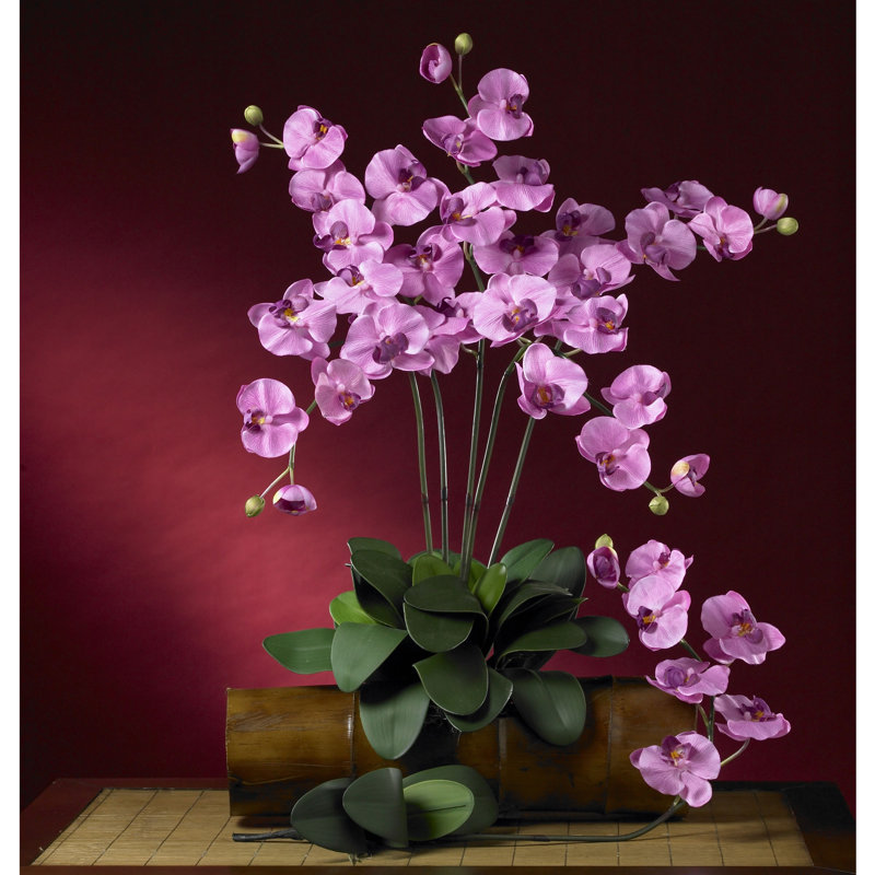 Orchids Arrangement