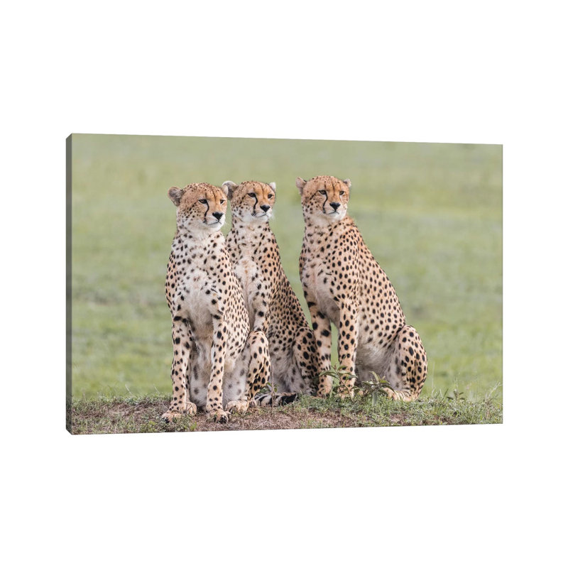 Africa, Kenya, Maasai Mara National Reserve. Three Focused Cheetahs by Jaynes Gallery - Wrapped Canvas Print