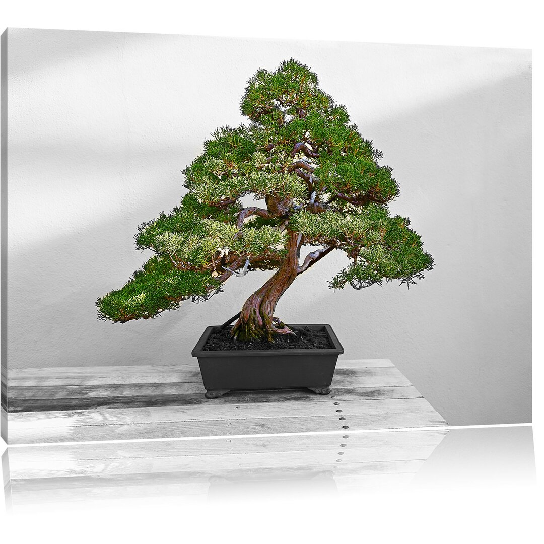 Leinwandbild Bonsai Baum