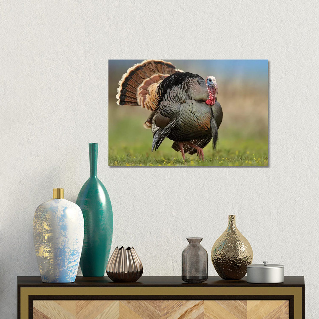 Wild Turkey Male In Courtship Display, Palo Duro Canyon State Park, Texas II von Tim Fitzharris - Gallery-Wrapped Canvas...