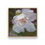 Ensemble de 2 toiles gracieuses avec pivoines blanches-1493079348-1493079745