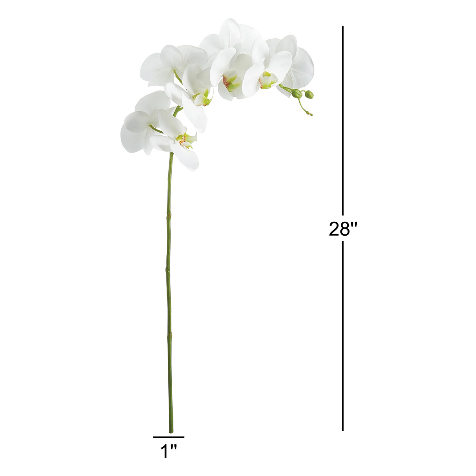 Phalaenopsis Orchid Stems, White