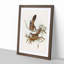 Crested Pigeons by Elizabeth Gould - Framed Print-55490271-55490272
