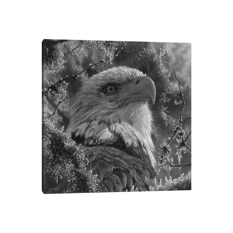 Bald Eagle - High And Mighty - Square by Collin Bogle - Wrapped Canvas Print, 30.48 cm H x 30.48 cm W, Black/White