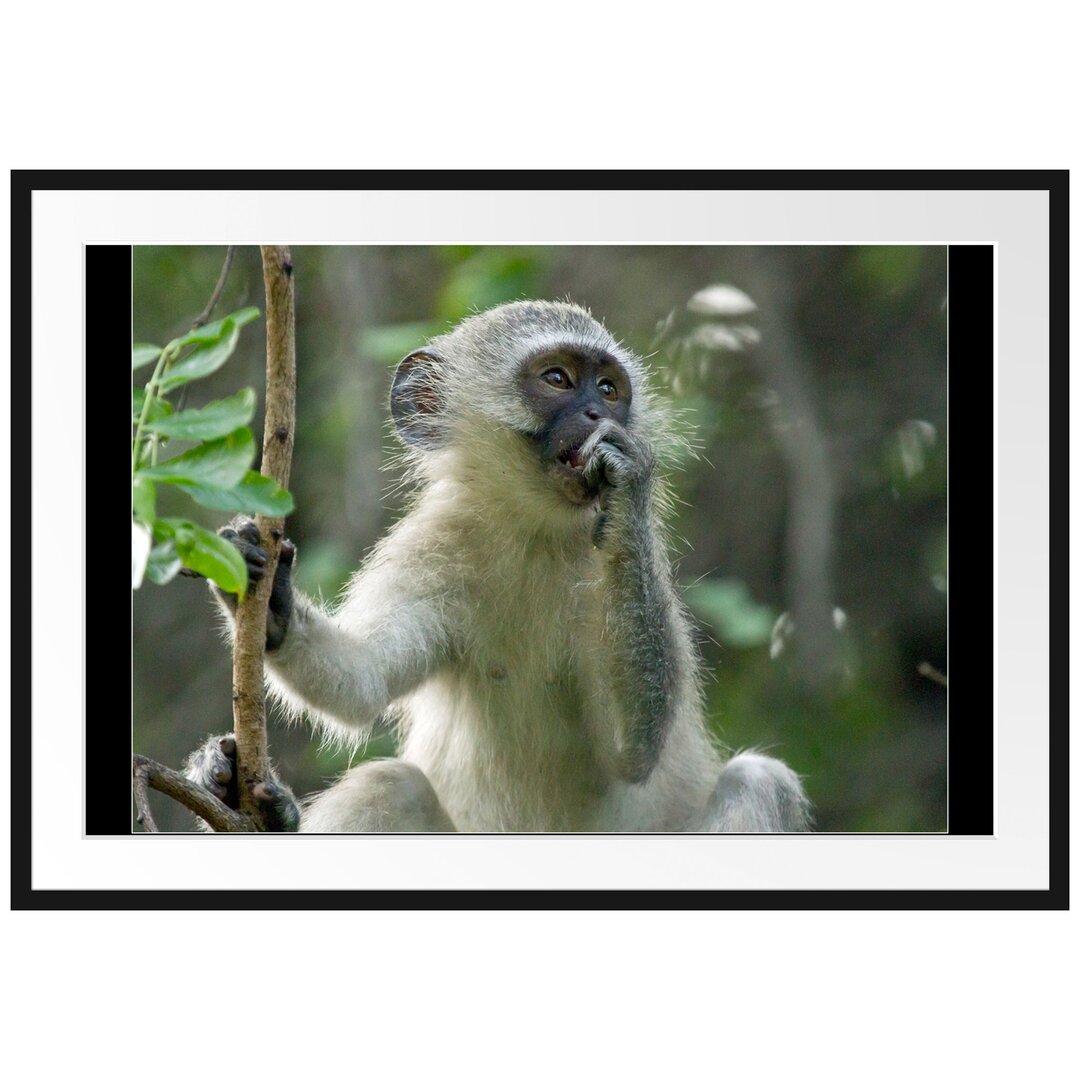 Junger Affe auf Baum Gerahmter Fotokunstdruck Poster