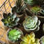 Ensemble de succulent de bureau en pot rustique artificiellement prélevé 5 pièces