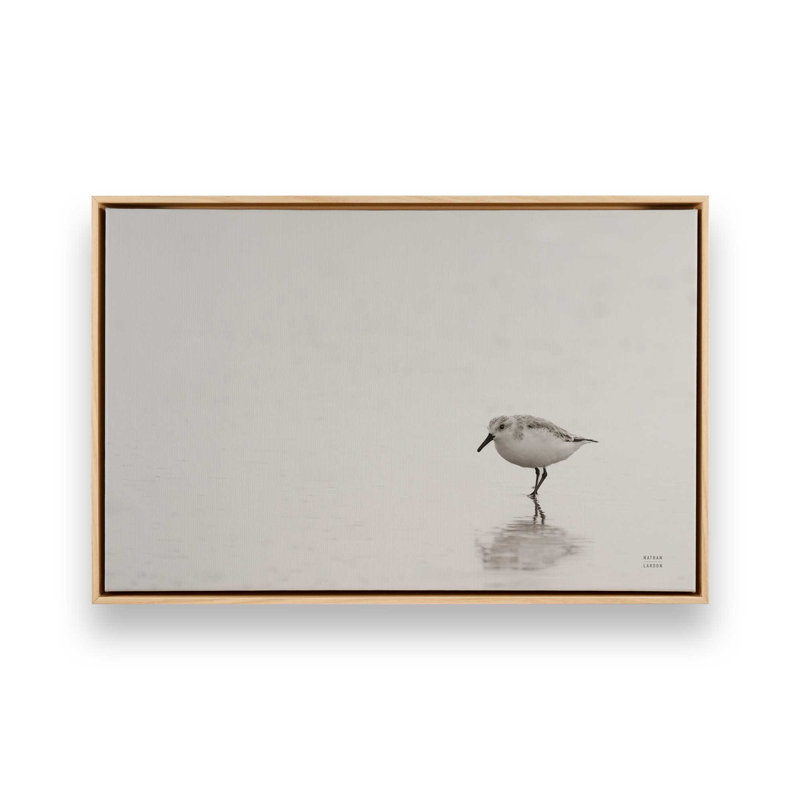 Impression sur toile Tybee Island Sanderling par Nathan Larson, Tanné, Cadre flottant, H 24 po x l 36 po